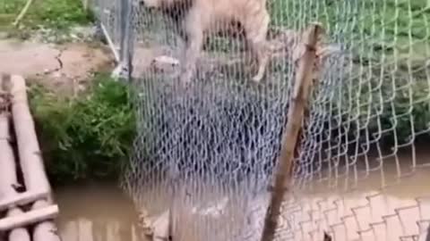 Ha ha, the dog jumping across the river is laughing at the one crossing the bridge
