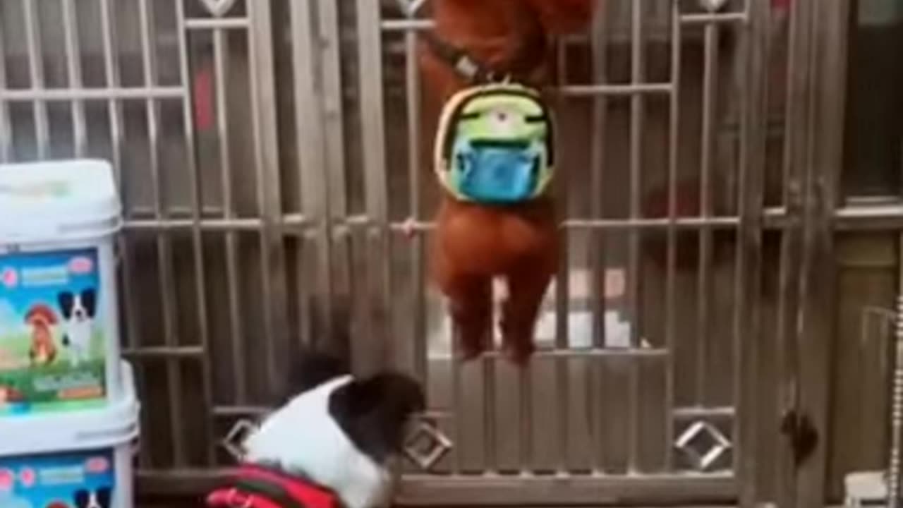 Best Funny Animal Videos of the year (2023), funniest animals ever. relax with cute animals video