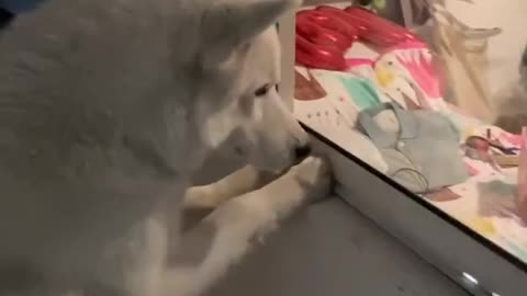 Husky Eagerly Watches Baby Bunnies