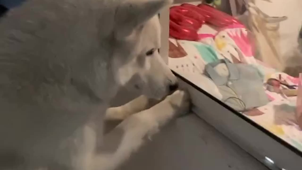 Husky Eagerly Watches Baby Bunnies
