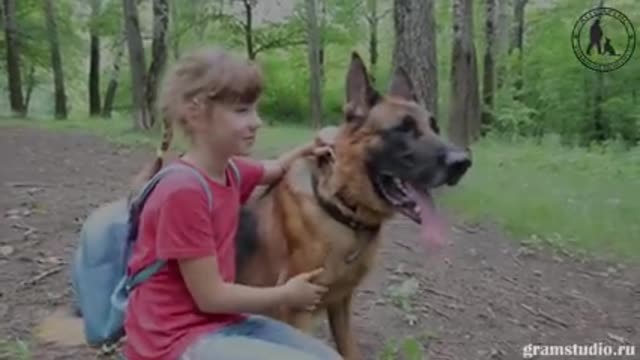 German shepherd dog protecting girl.- 2017