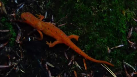 Eastern Newt