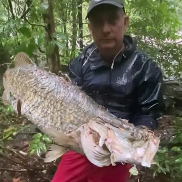 Cairns Regional Council murders thousands of Barramundi.