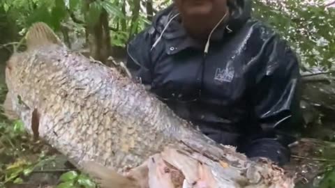 Cairns Regional Council murders thousands of Barramundi.