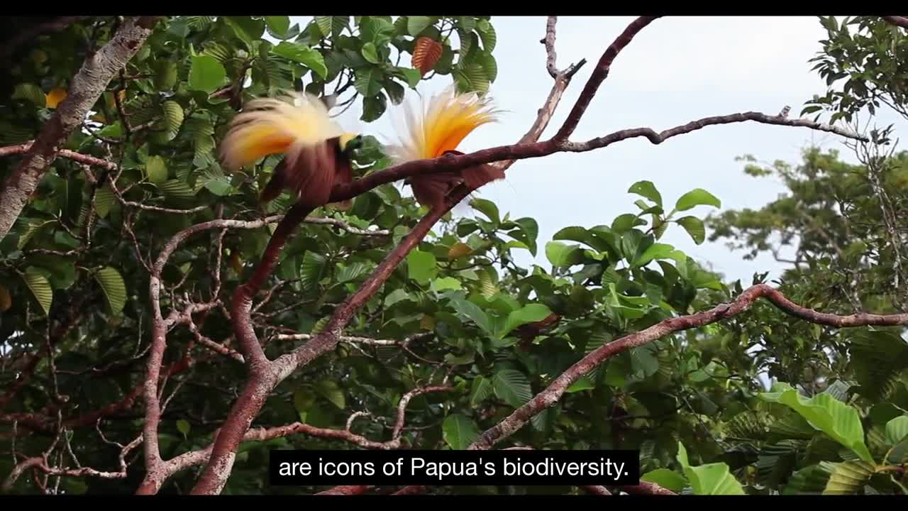 Tanah Papua: A Paradise for Birds