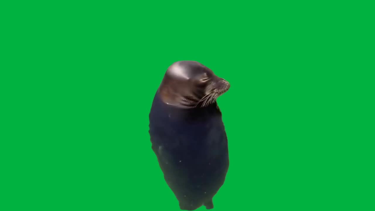 spinning seal greenscreen