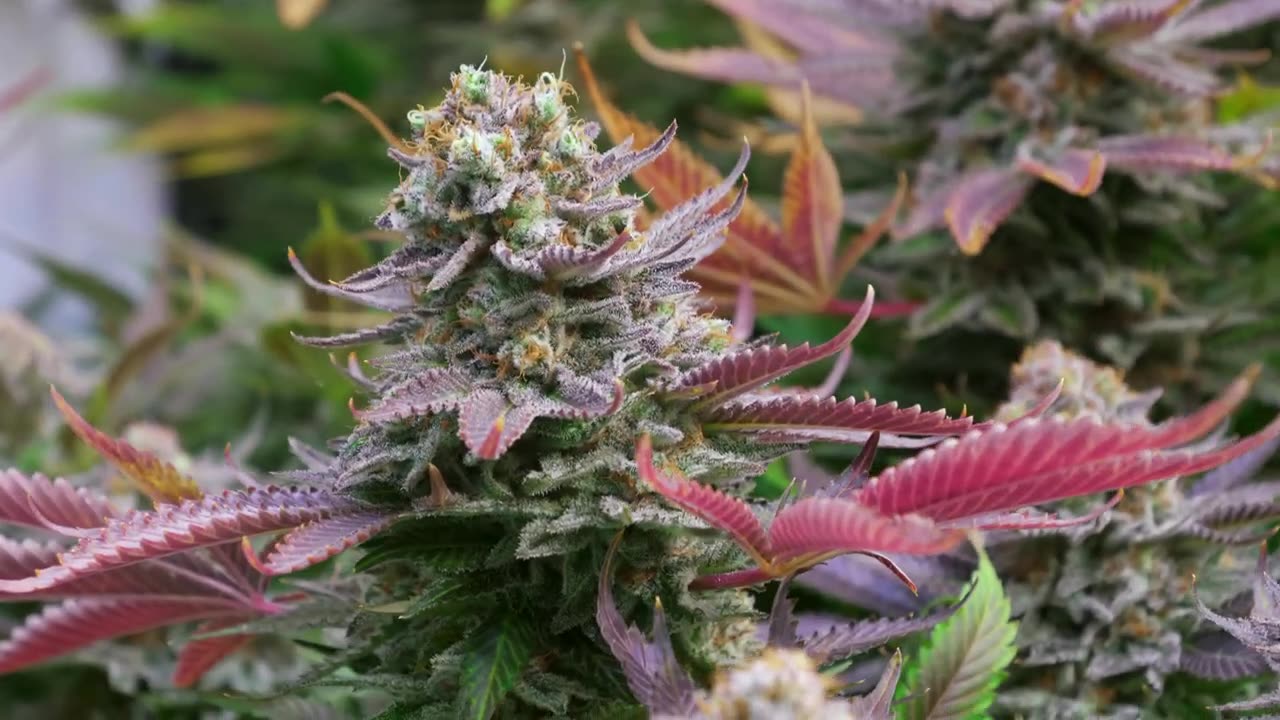 Growing Cannabis 🥦 Seed to Harvest (TimeLapse Blueberry Fruit Auto Plant