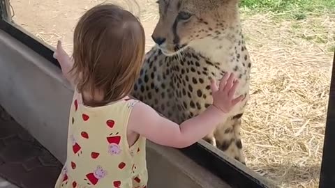 Little Girl Has Up-Close Encounter With Cheetah