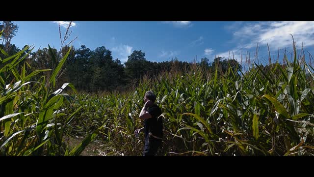 Lost in a Cornfield Maze