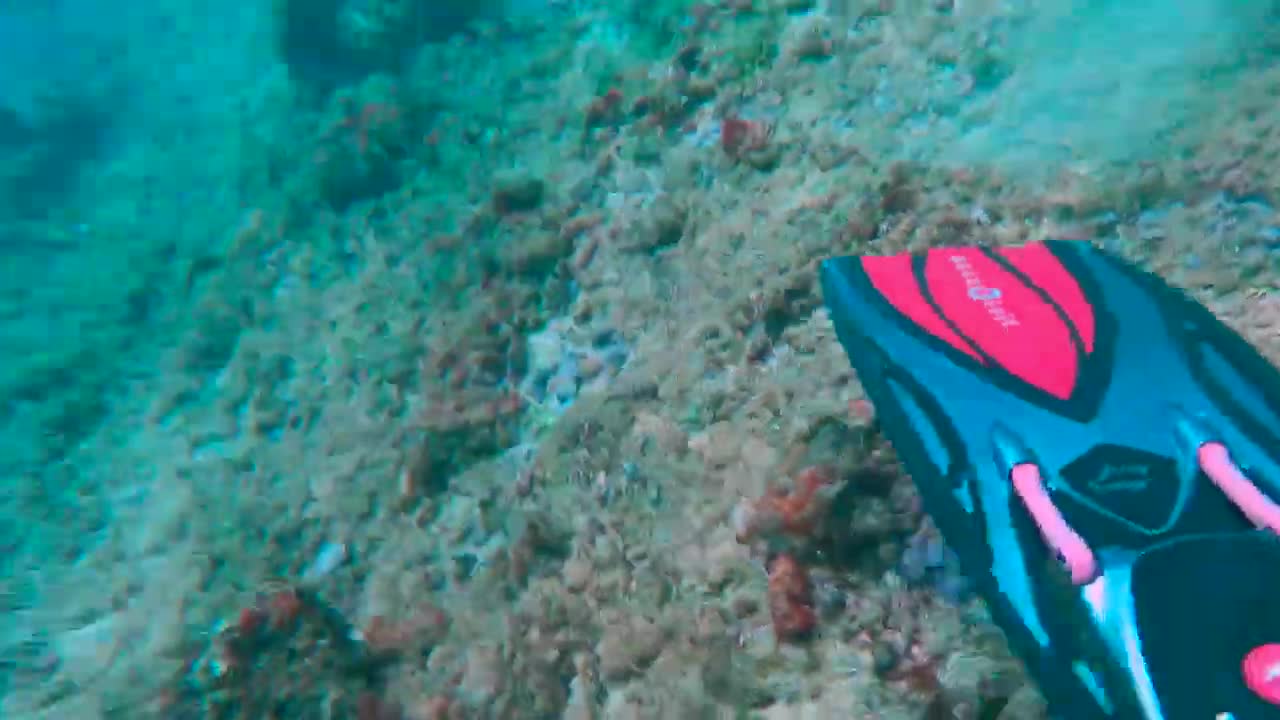 Galapagos Shark Bumps SCUBA Diver in Ascension Island