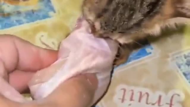 Kitten won't let go of chicken!!