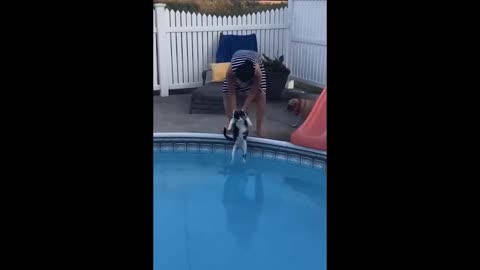 😂 😂 Full video Funny dog 😂