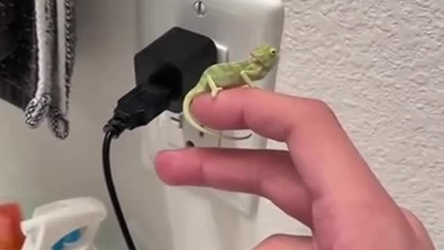 Baby Chameleons Help Owner Eliminate Fruit Flies