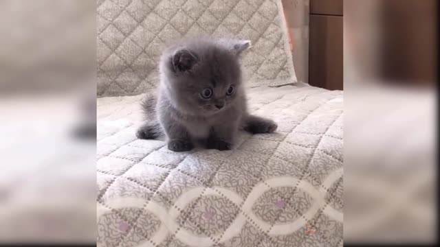 Cute Funny Cat Video 2021 #31