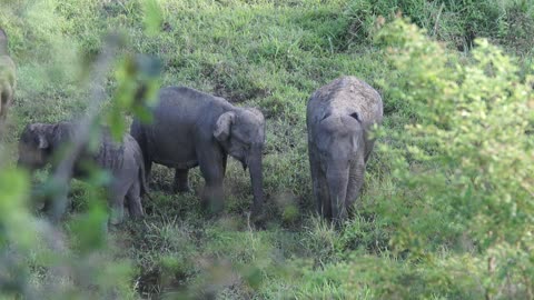 Family love elephant 🐘 videos