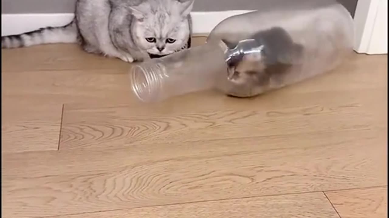 Cat baby in the bottle