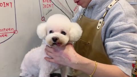 White Poodle Puppy Grooming _ Puppy Grooming _ Dog Grooming (2)