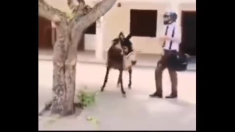 Funny video/#funny