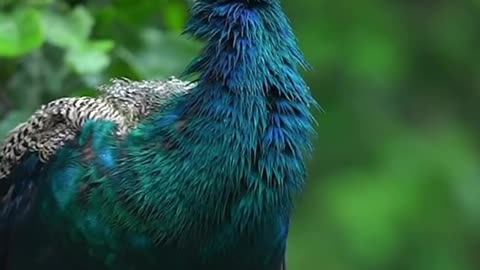 just wild life watch till end