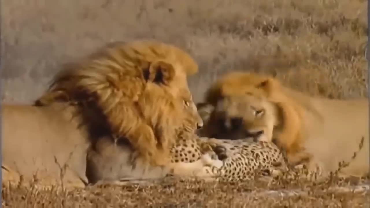 Touching Story ! Lion Becomes Gentle To Adopt Cheetah's Cubs - Cheetah Vs ,Oryx-20