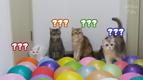 Cats vs water balloons 🤣