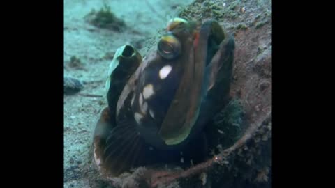 Meet The Sarcastic Fringehead