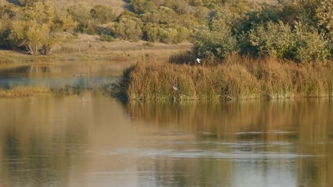 Bald Eagle Taking A Canada Goose at Gra