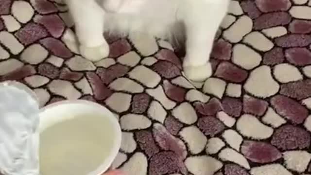 Funny Videos | funny cat face