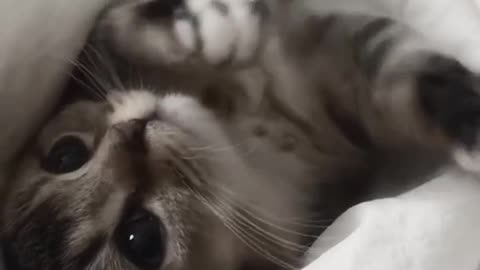 Cute and funny cat video.