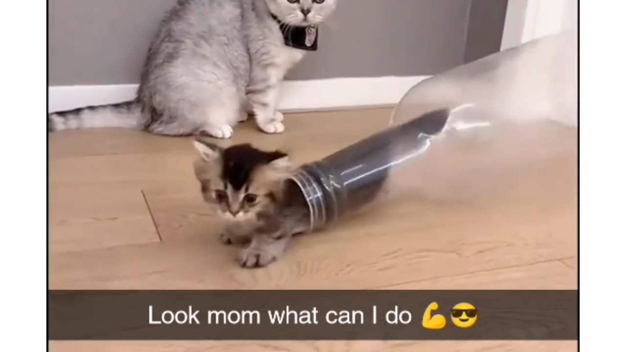 Cat's are Liquid 😂😂