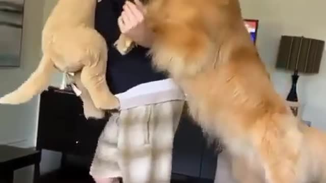 Moggiesdoggies