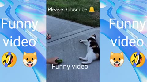 Funny animal videos