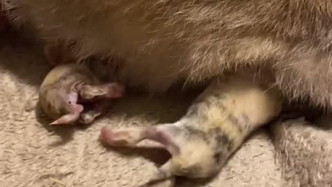 Newborn bunnies nursing #hollandlop