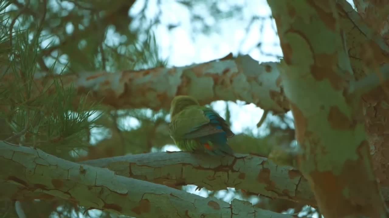 Bird Sitting on the Tree Branch