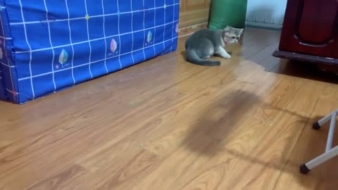 a fierce Leo cat Oh my God too cute