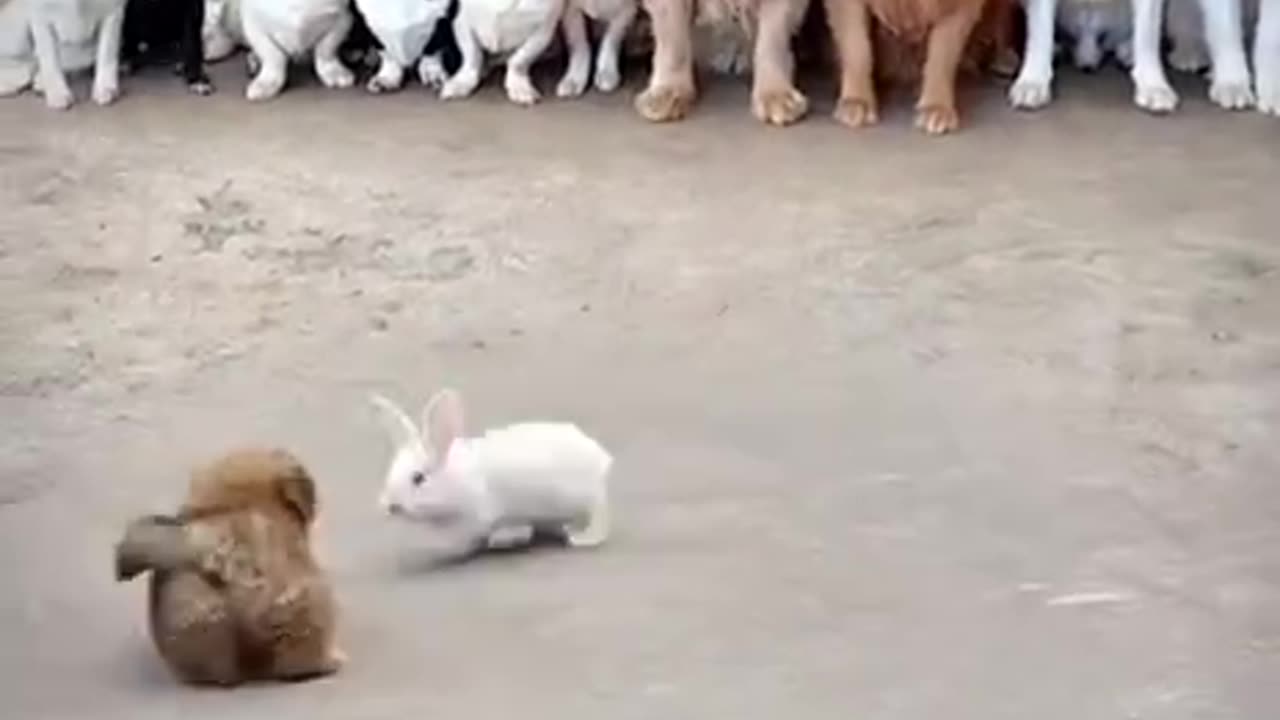 😍Rabbit And cat 🐈 fight and other dogs see