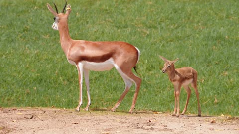 Animal Families