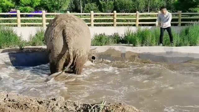 The elephant a bath