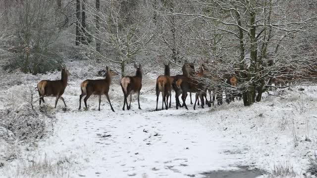 group of deer walking in winter