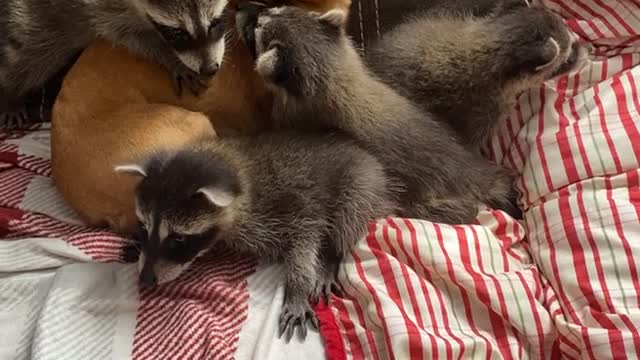 Dog Cuddles With Baby Raccoons