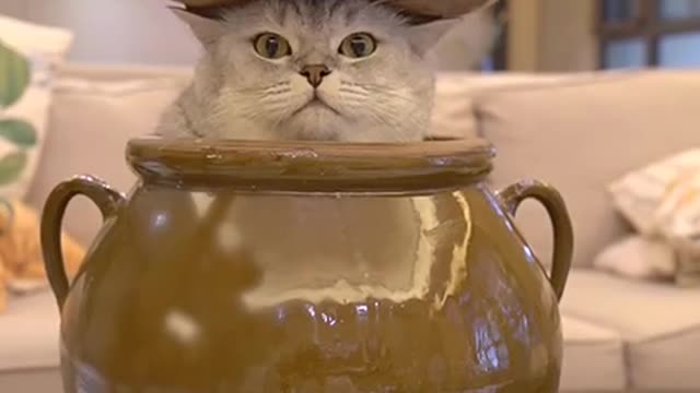 Cat coming out of the pot