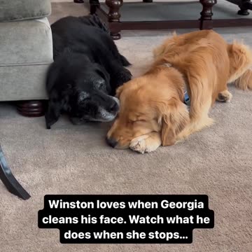 I love it when you lick me