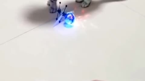 Cat play with helicopter