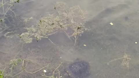 Texas Turtle Feeding I