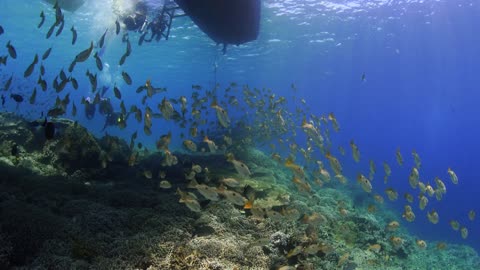 Schools of yellow croaker on the sea floor