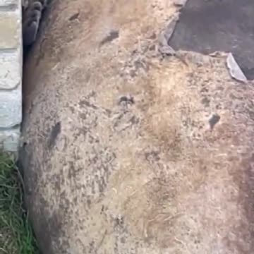 Huge seal breaks into homeowner's garage