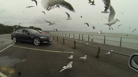 Beautiful seagulls fly