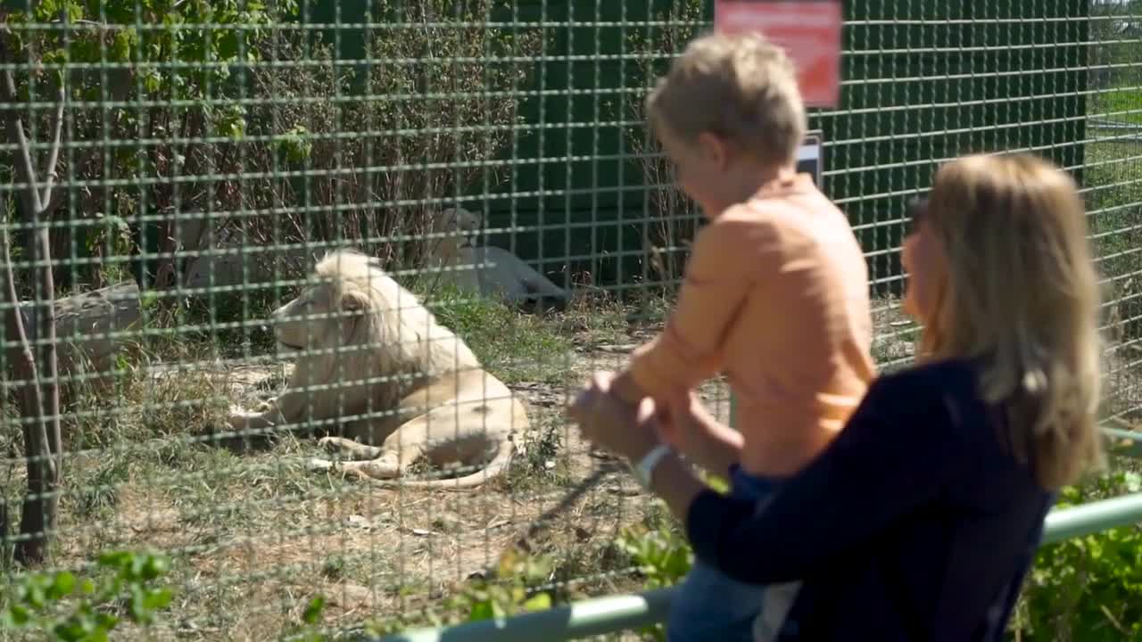 Mother and son is looking at lion at the zoo