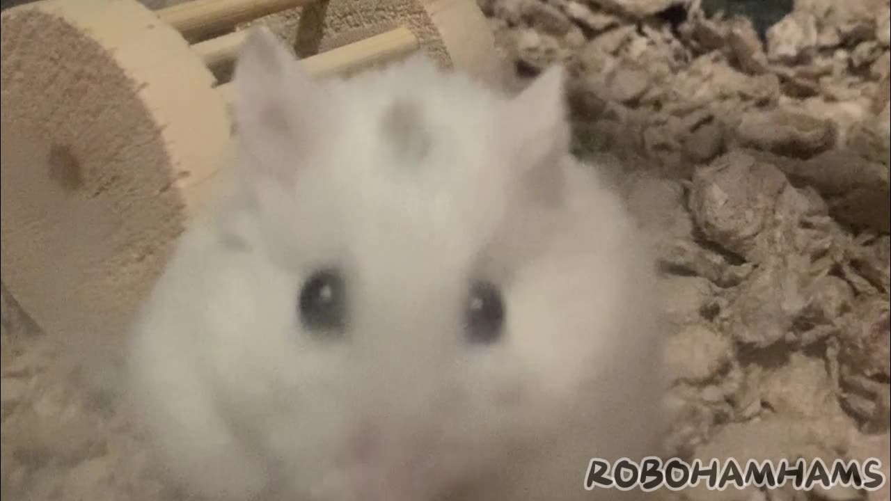 Hamster Compilation | 2023