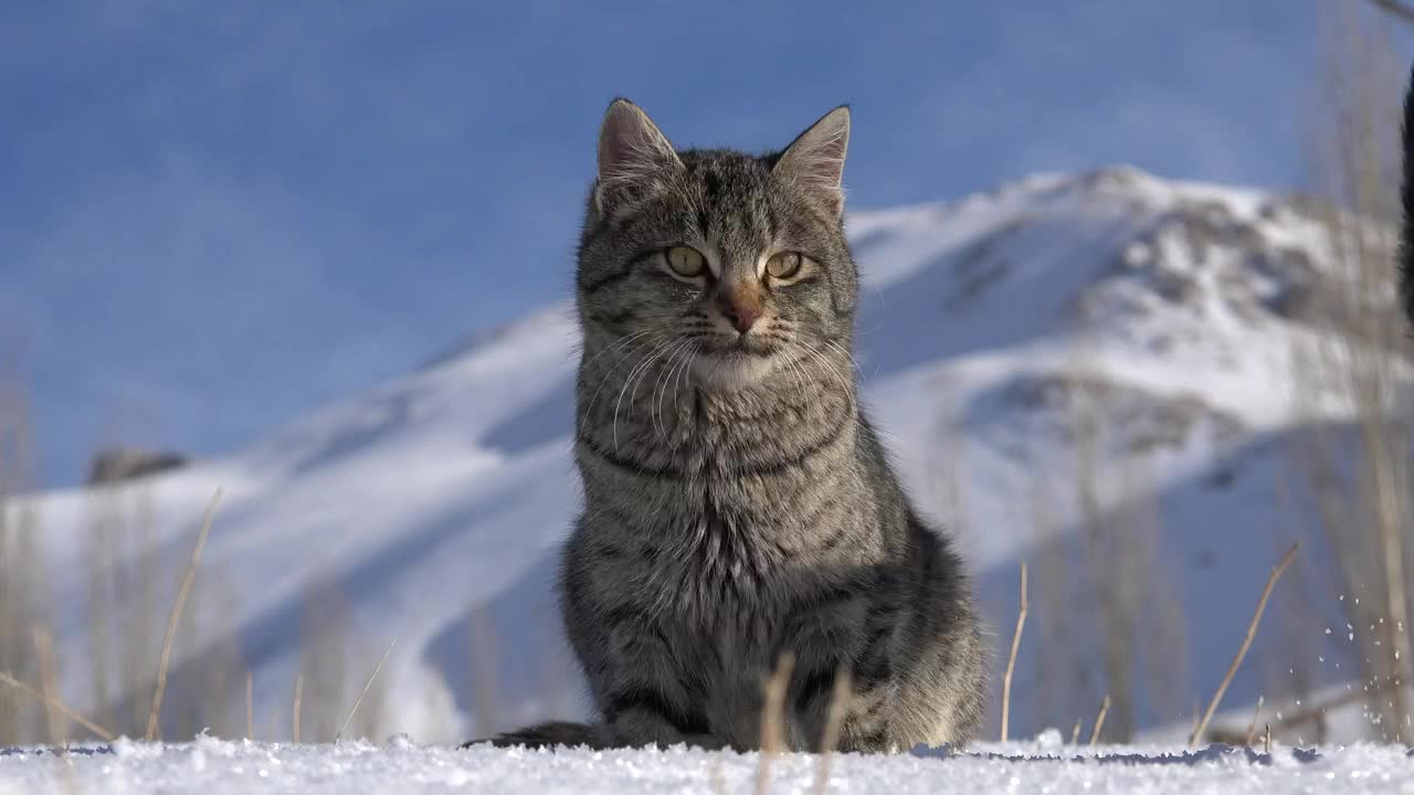 Two or three felines in the day off